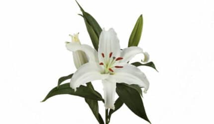 Pacific ocean lily holl (white)