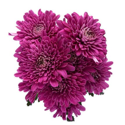 Pom Cushion Lollipop Purple es