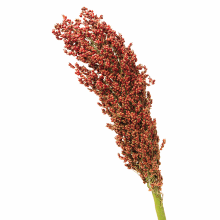 Sorghum Red cramer