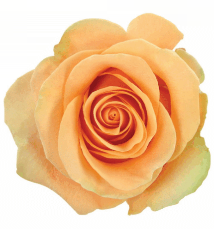 Rose Desert 40cm naranjo