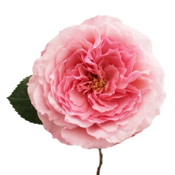 Rose Mayra Pink rprima(12st)