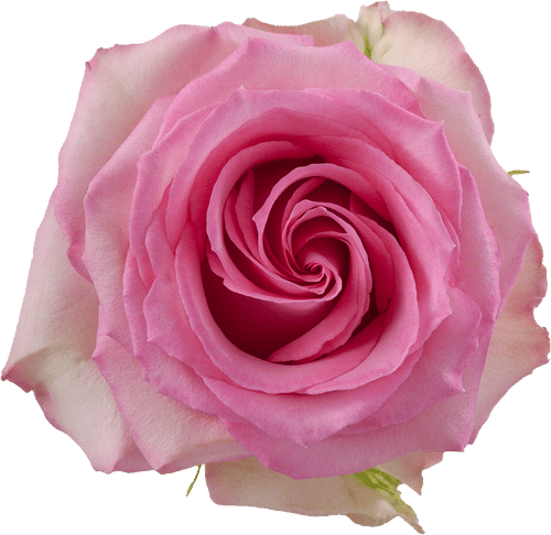 c95fb775-9b42-4a58-872c-f0674a812350.png Rose SweetUnique 50cm rio - Image 1