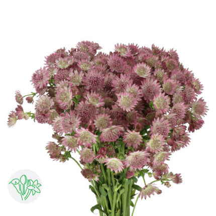 Astrantia Roma holl