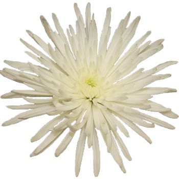 Mum Delistar White cont fl