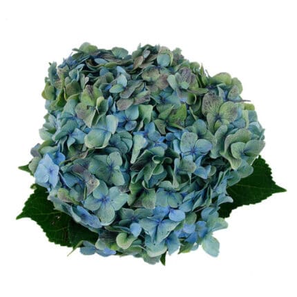 Hydrangea Antique Blue interfl