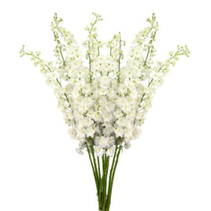 Delph Hybrid Dewi Rocket holl
