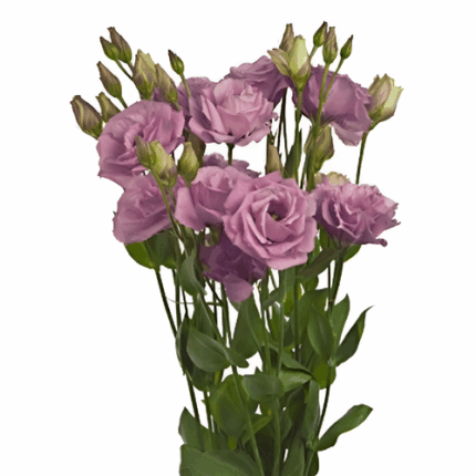 Lisianthus Mauve hendricks - LIS MAU HEN