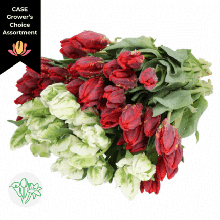 Tulip Asst Christmas Parrot (x10 pack) holl