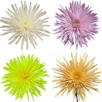 Mum Fall Spider(9case)sole