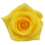 Rose Momentum 40cm sunrite