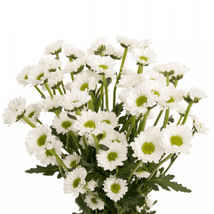 Pom Micro Daisy White Galleria