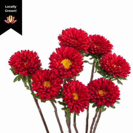 Aster Matsu Red hendricks