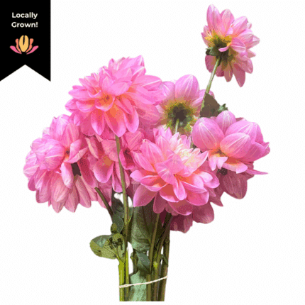 Dahlia Medium Pink local