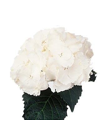 Hydro Schneeball holl(st)White
