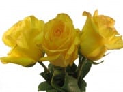 High& exotic 70 rprima