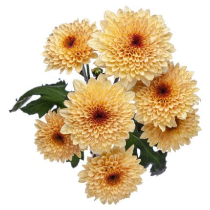 Pom Cushion CremeBrulee GRDN