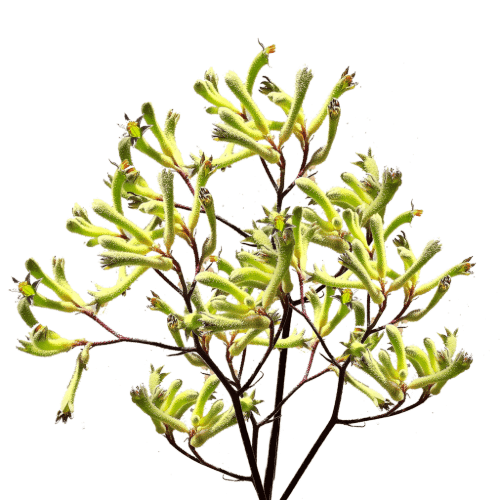c9d48737-7dcc-43b7-b79b-d38e674e3bdf.png Kangaroo Paws Green bella 70cm - Image 1