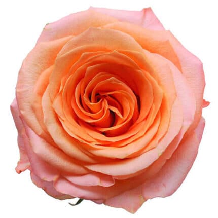 Rose CoralReef 50cm tessa