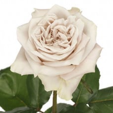 Rose Westminster Abbey 50cm Ho