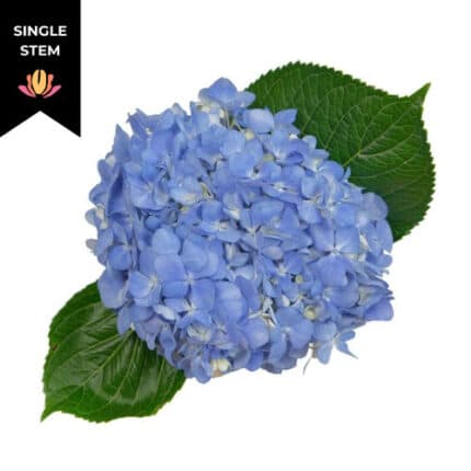 Hydrangea Shocking Blue galler