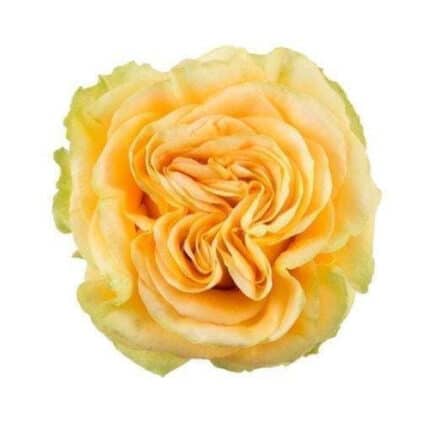 Rose County Sun 50cm sunrite