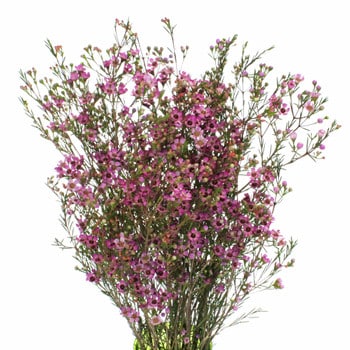Waxflower Hot Pink sole