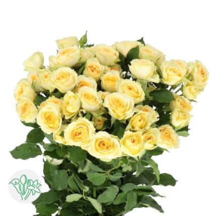 RoseSpray Bandolero 60cm holl