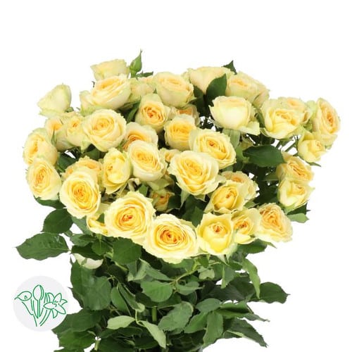 ca2d5e7c-2c87-4a1a-89a6-ac971a7c56fd.jpg RoseSpray Bandolero 60cm holl - Image 1