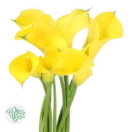 Calla Gold medal holl