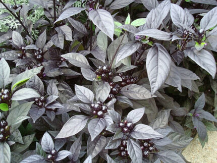 Peppers Chili Black cramer
