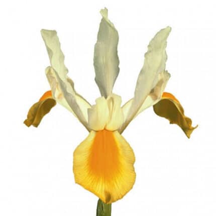 Iris Yellow holl