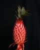 Pineapple Pink p&f(st)