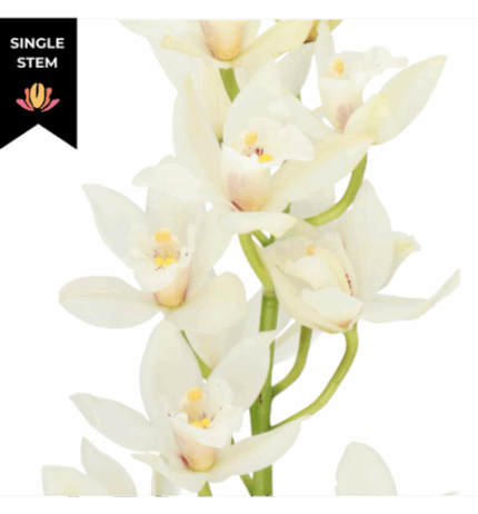 Cymbidium White holl(STEM)12+8