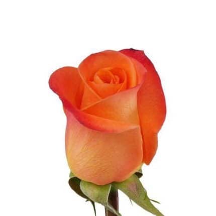 Rose Tropical Amazon 40cm rpri