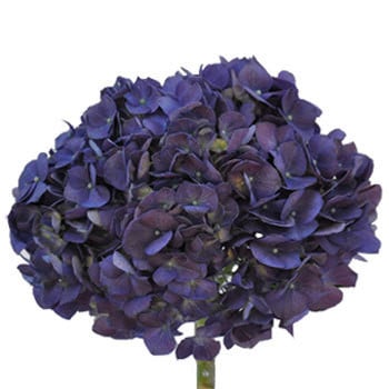 Hydrangea ElitePurple hydrafl.