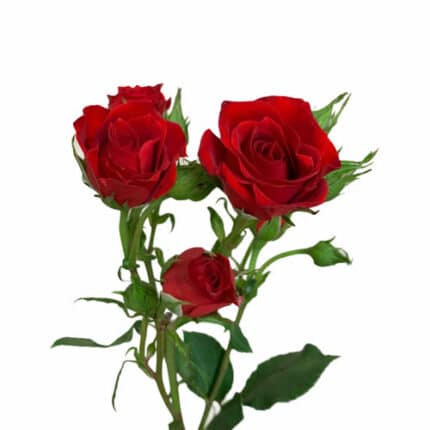 RoseSpray Red rfi - SR RED RFI