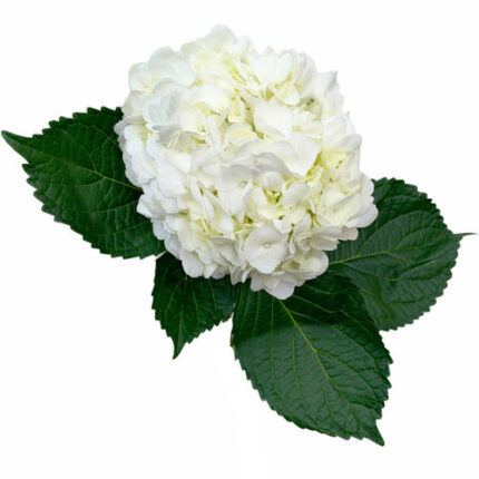 Hydrangea White tessa (stem)