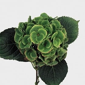 Hydrangea Emerald Green chile(