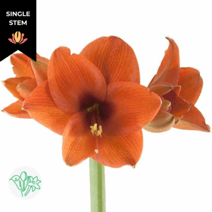 Amaryllis Naranja Orange (stem) holl