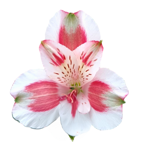 ca7f1160-ebd8-4ec9-ac23-26404d501abc.png Alstro SupSel Pierrot White/Pk - Image 1