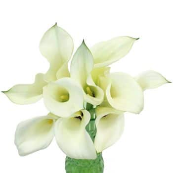 Calla Apen Esmeralda
