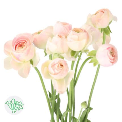 Ranunculus Infinity Salmon flo