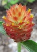 Gomphrena Orange mccreights