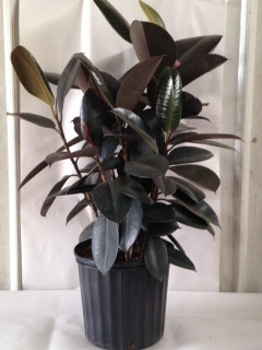 10" POTTED RUBBER