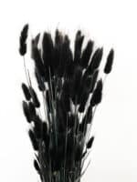 Dried Lagurus Black holl
