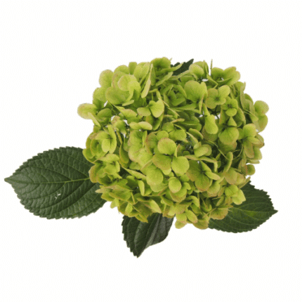 Hydrangea Kiwi Green sole(STEM