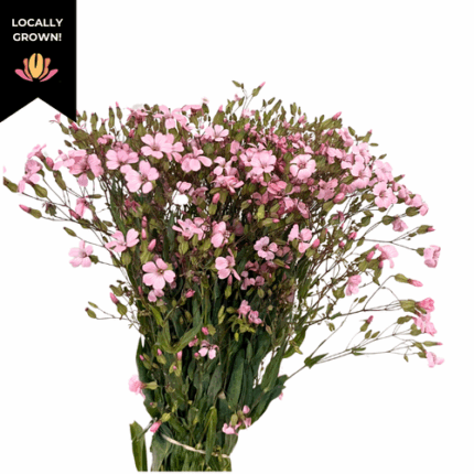 Saponaria Pink cramer