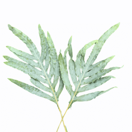 Philebodium Blue Star holl