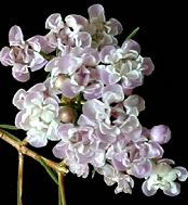 Waxflower Dqueen tutuli(white)