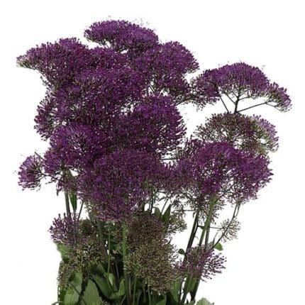 Trachellium Purple golden